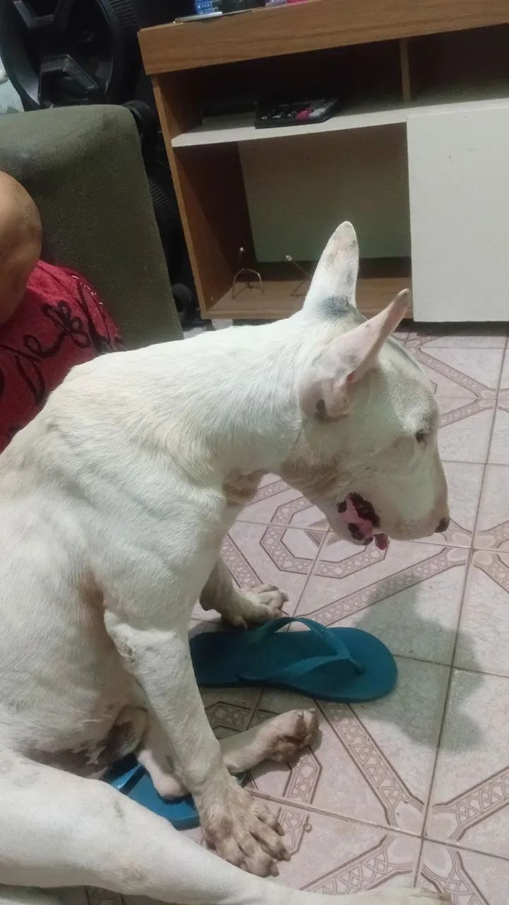 Procura-se uma fêmea de bull terrier - Foto 3
