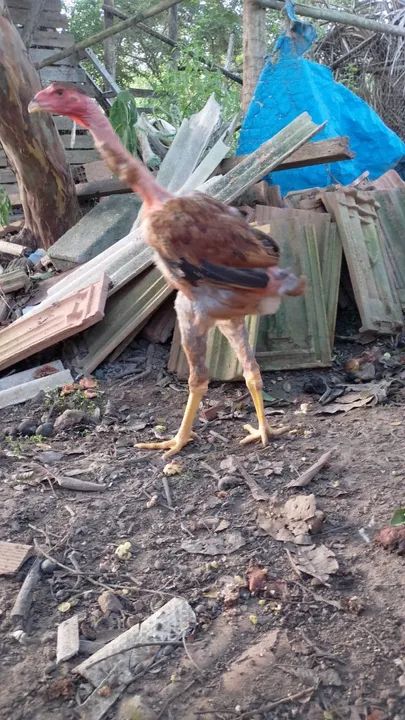 Polacos gigante disponíveis 