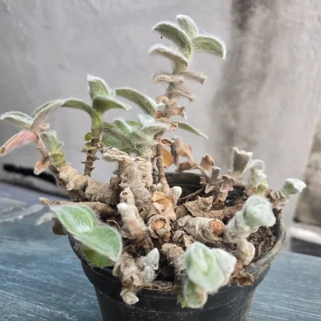 Suculenta - Foto 3
