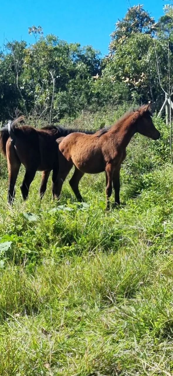 Potros à venda - Foto 5