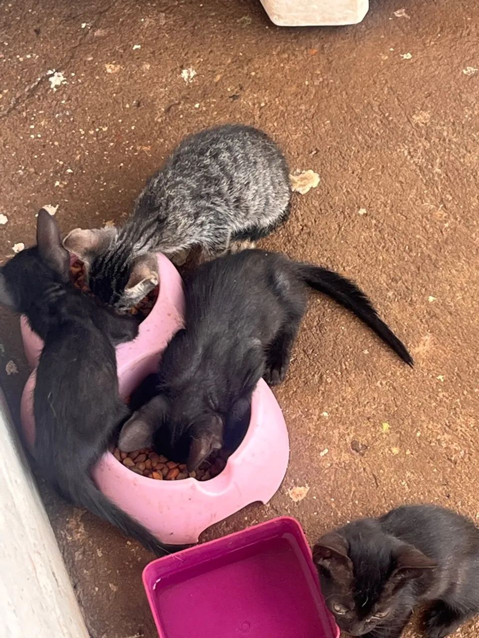 Gatinhos para adoção