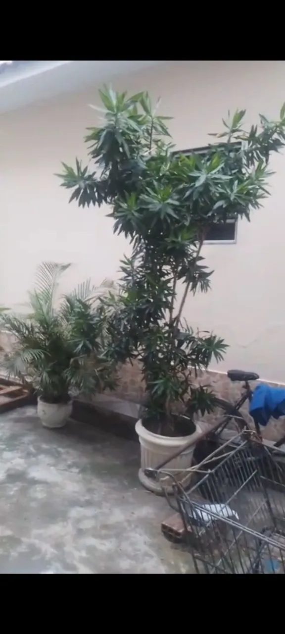 Dracena reflex verde grande