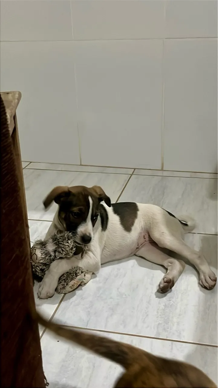 Filhote adorável para adoção
