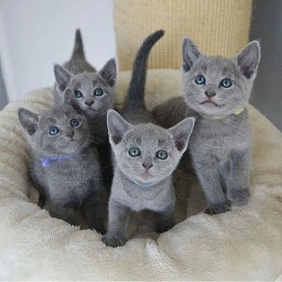 Fofuras de  Gatinhos Russian Blue disponíveis