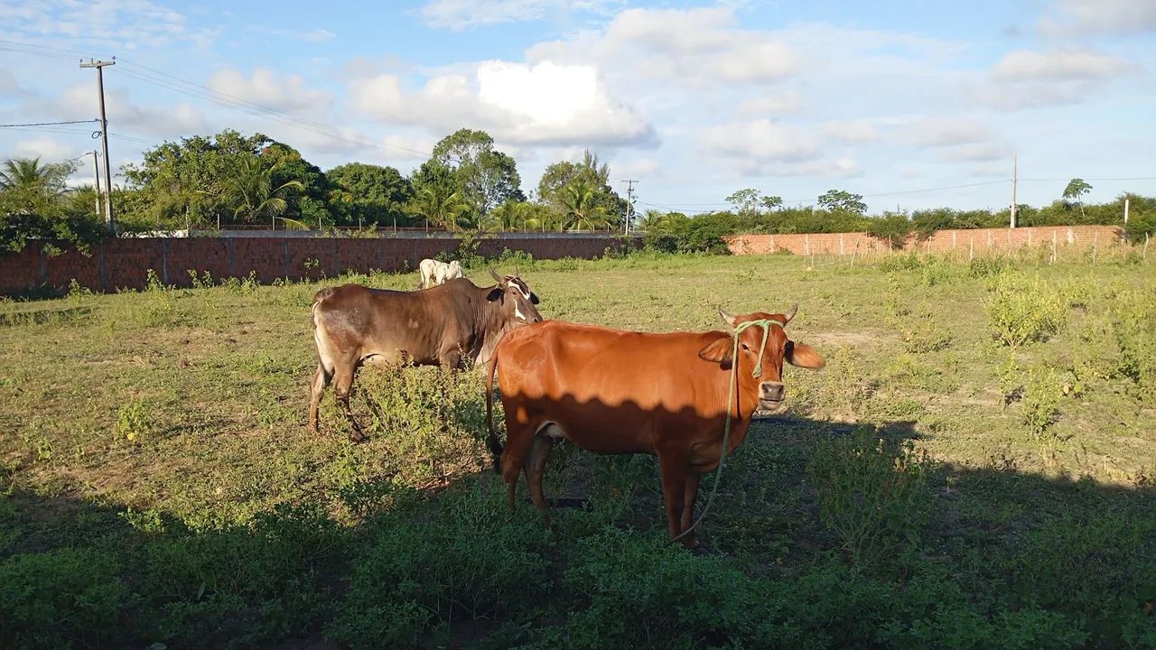 Vendo duas nerole prenhas  - Foto 2