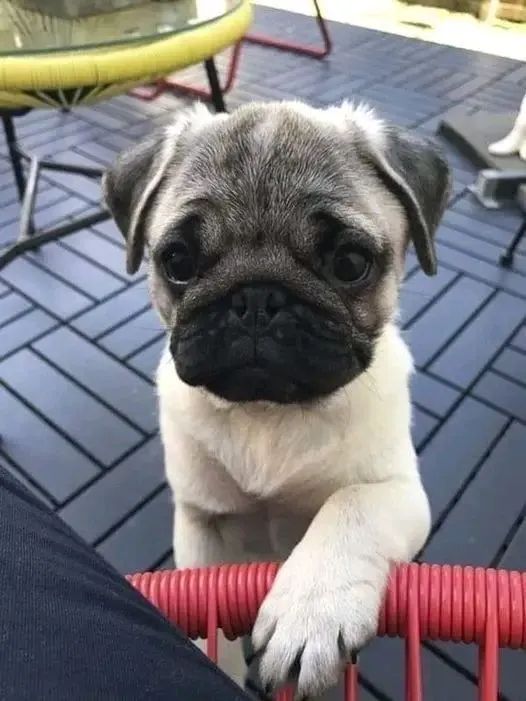 Pug filhote - Focinho black achatado 