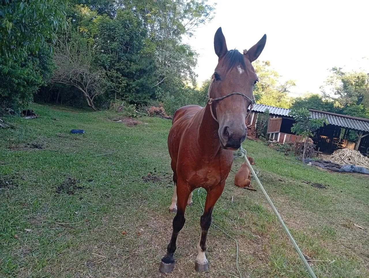 Cavalo crioulo  - Foto 2