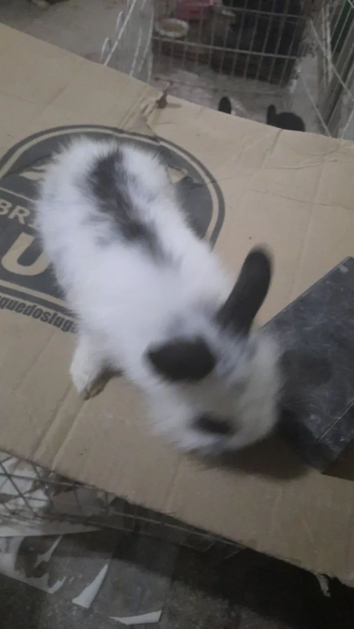 Vendo coelho mine lion reader.  - Foto 4