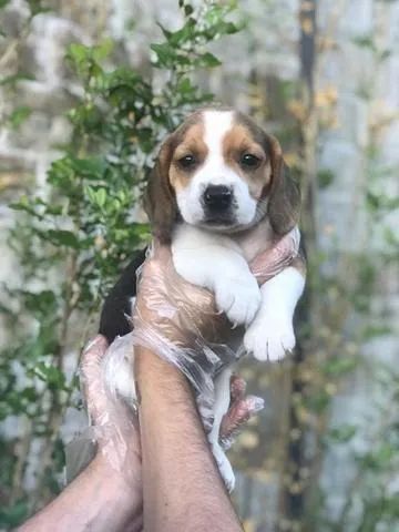 Beagle 13 polegadas-Macho e fêmea filhote 100% puro com garantia - Loja física - Foto 3