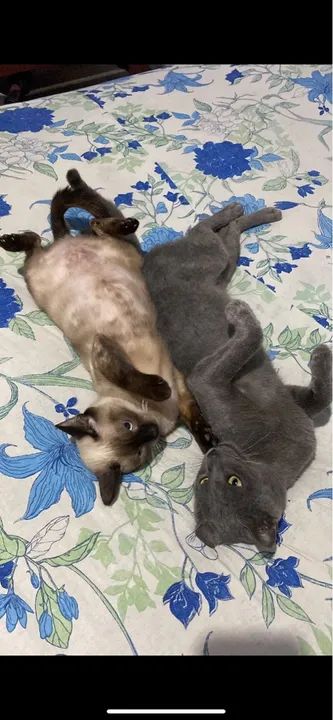 Gata Siamesa  Procura-se - Foto 4