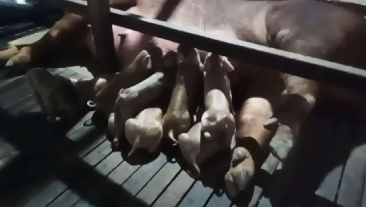 Leitões Duroc PO Melhor genética do Brasil Granja Peru