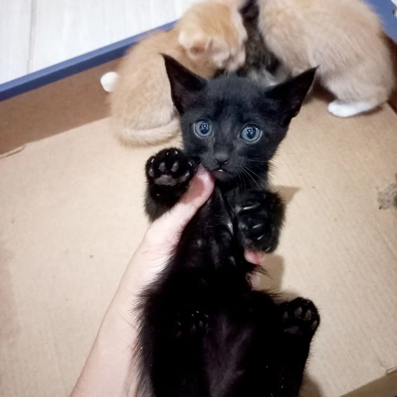 Gatinhos para adoção responsável