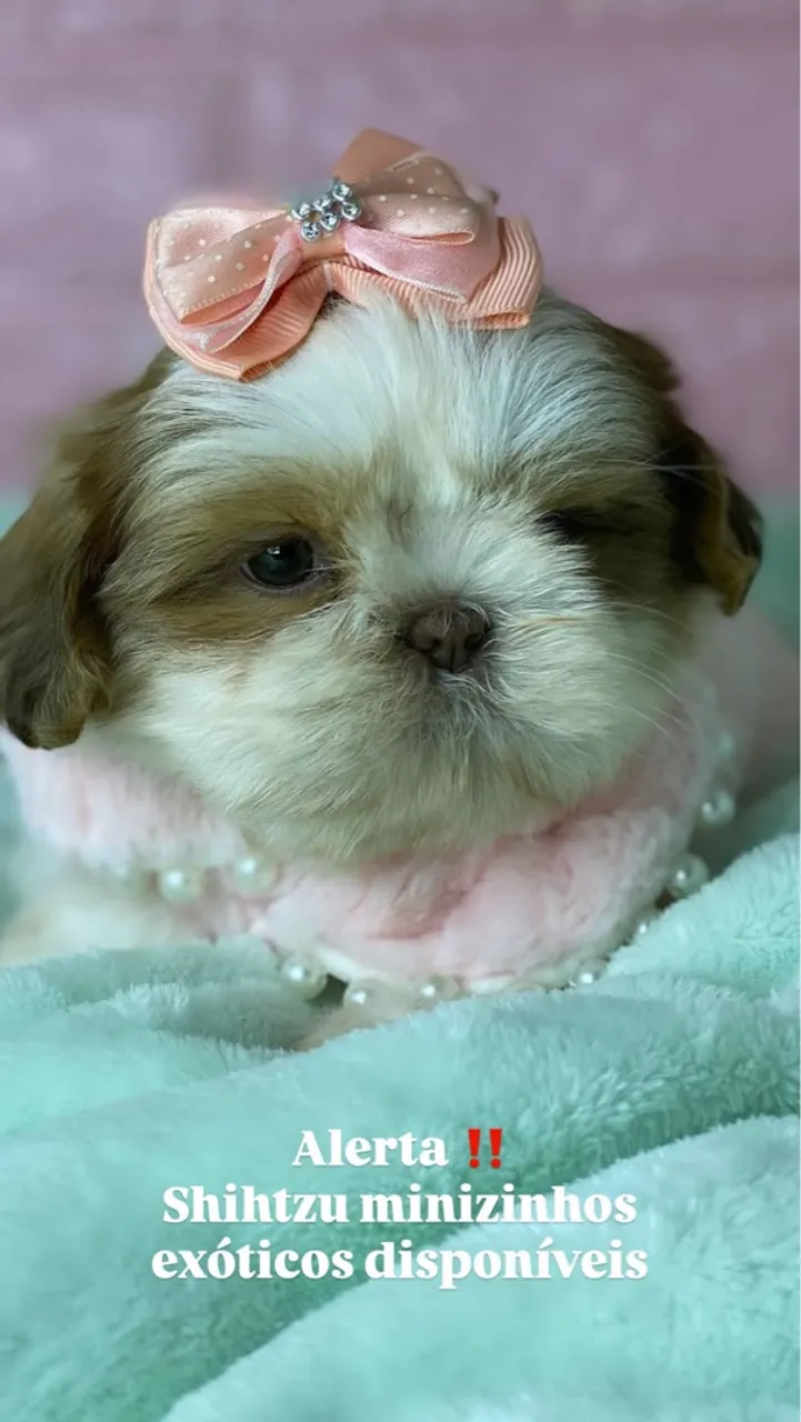 Shih Tzu Mini Exóticos Disponíveis! Fêmea e macho