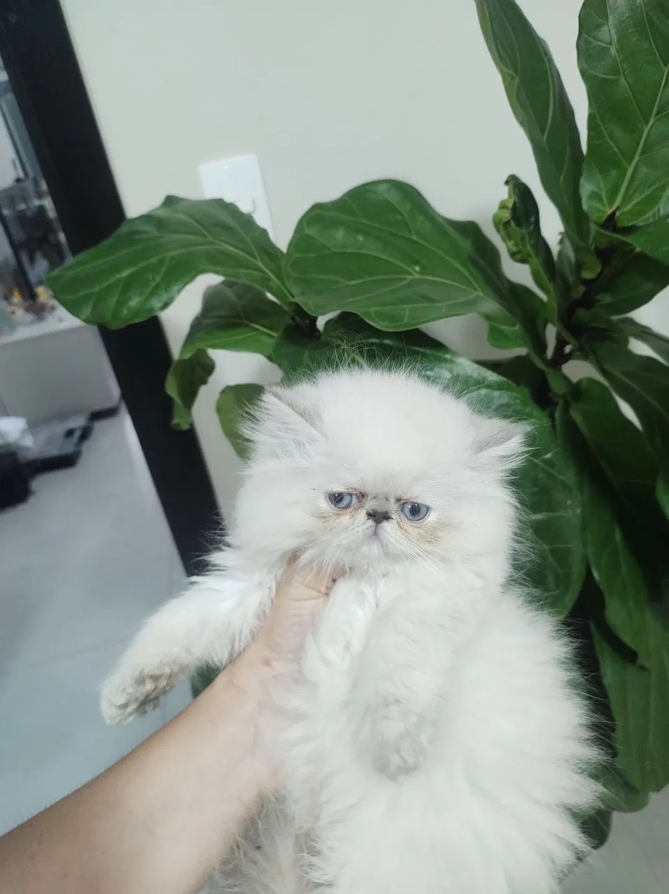 Filhotee de gato persas