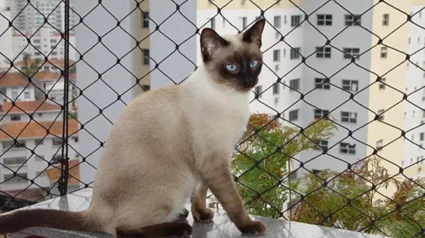 Rede e/ou Tela de proteção p/ criança ou pets