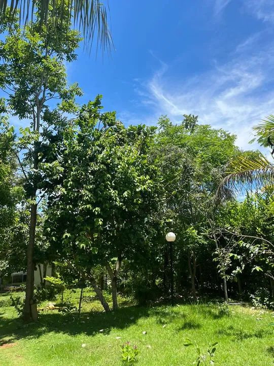Condomínio das Palmeiras - Condomínio de Chácaras (Bela Vista de Goiás) - Foto 5