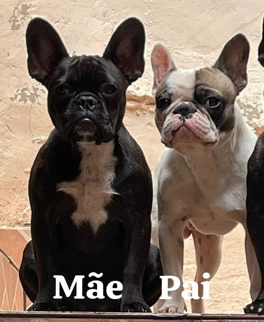 Filhote de Bulldog Francês