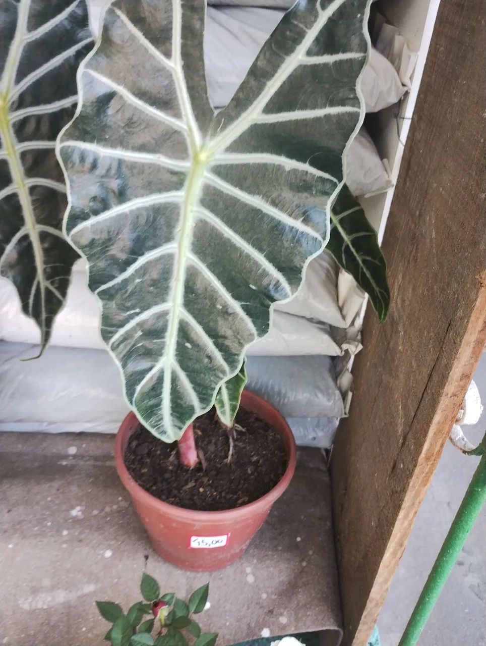 Planta Alocasia Polly