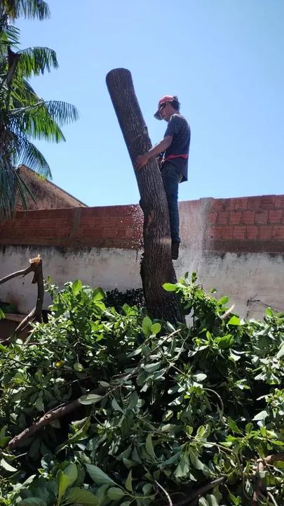 Corte de Árvores, Poda, Palmeiras,e Limpeza de Terreno  - Foto 2