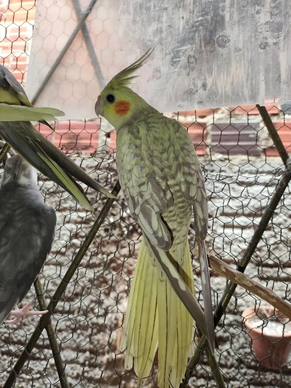 Bebedouros  - Foto 3