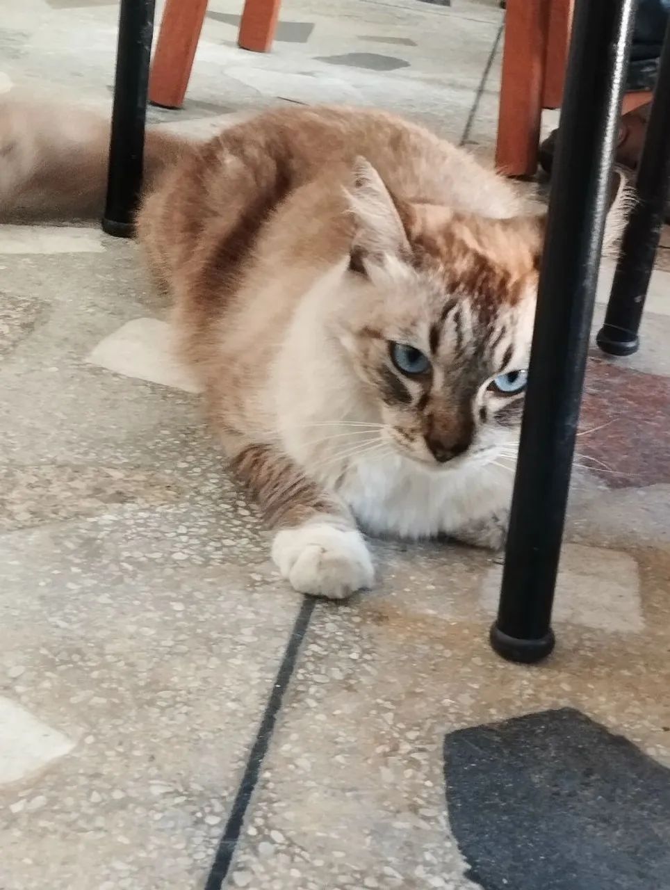 Gata castrada para adoção  - Foto 2