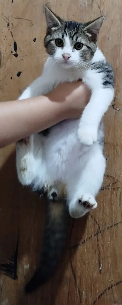 Casal de gatinhos para doação 