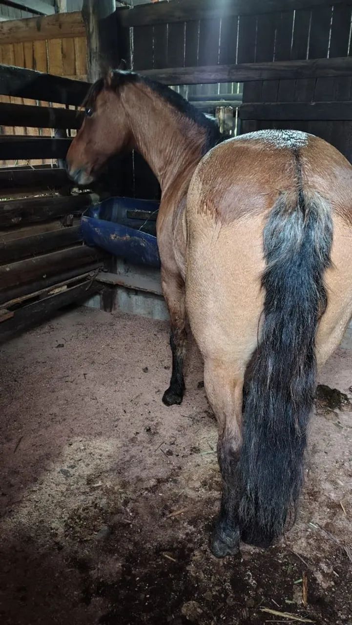 Vendo Égua Crioula - Foto 2