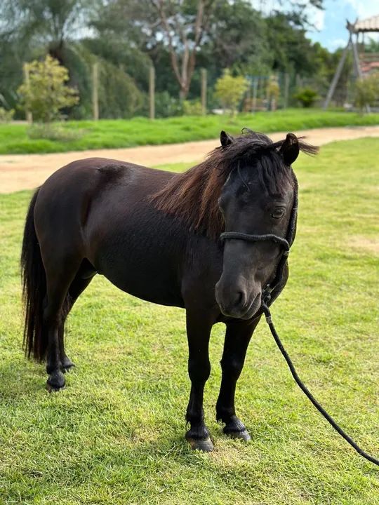 Casal de mini pôneis  - Foto 3