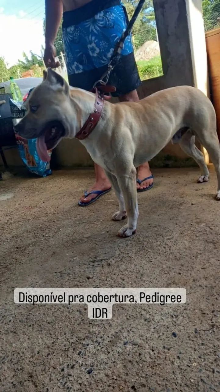 Filhotes De American Pitbull Terrie Disponíveis  - Foto 5