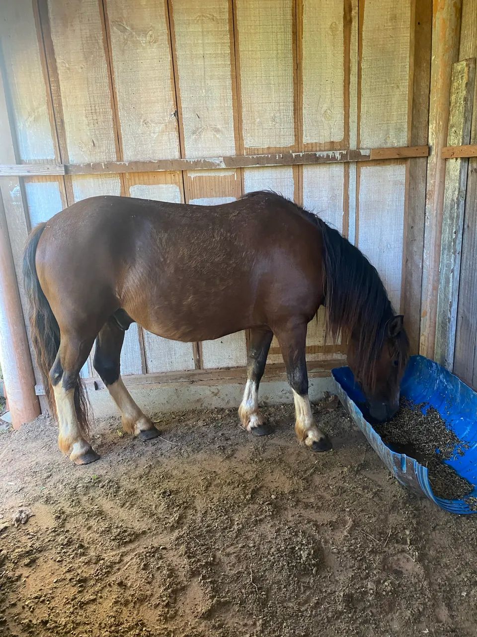 Vendo petiço manso para criança  - Foto 3