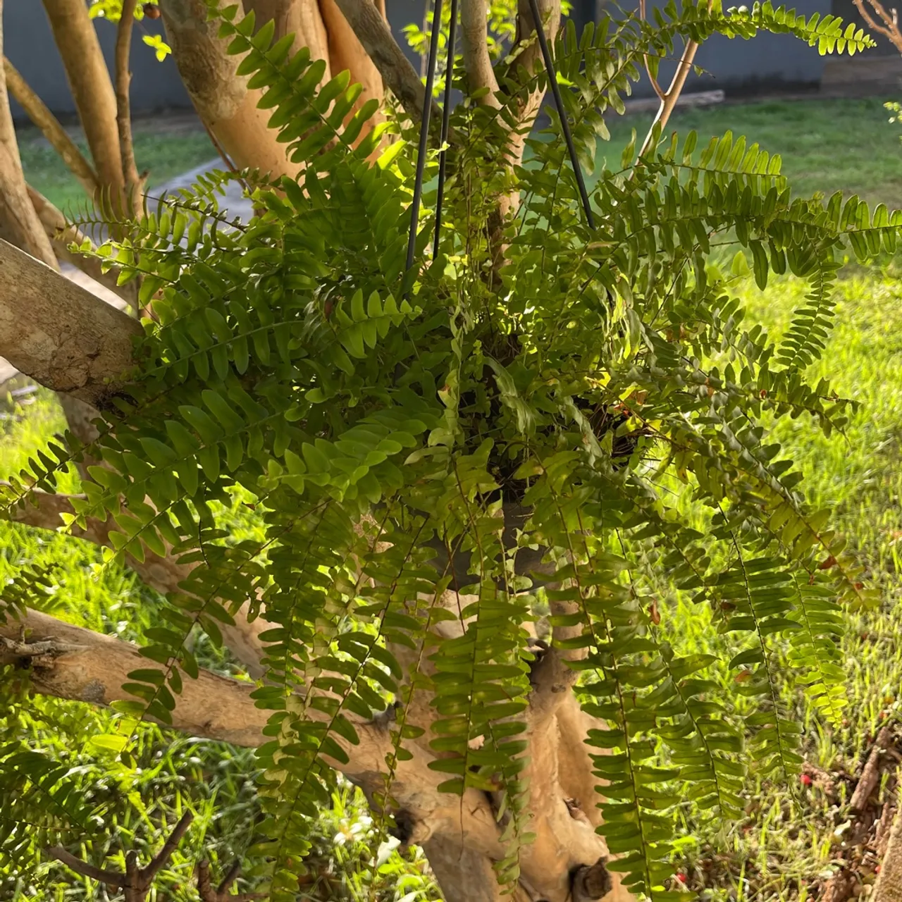 SAMAMBAIA AMERICANA