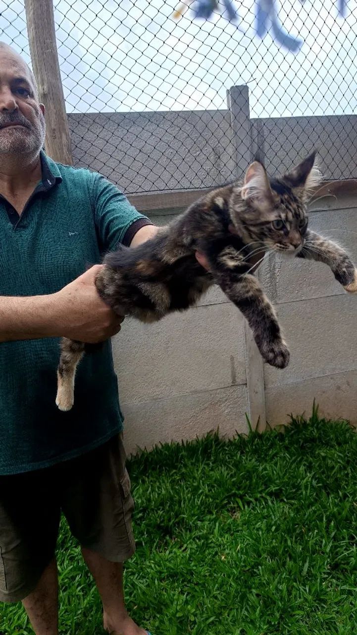 Filhote Maine Coon - Fêmea  - Foto 3