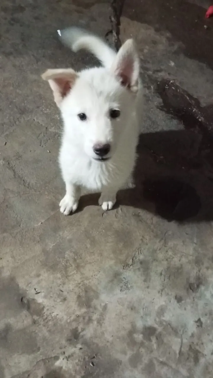 Filhote de cachorro fofo golden com belga
