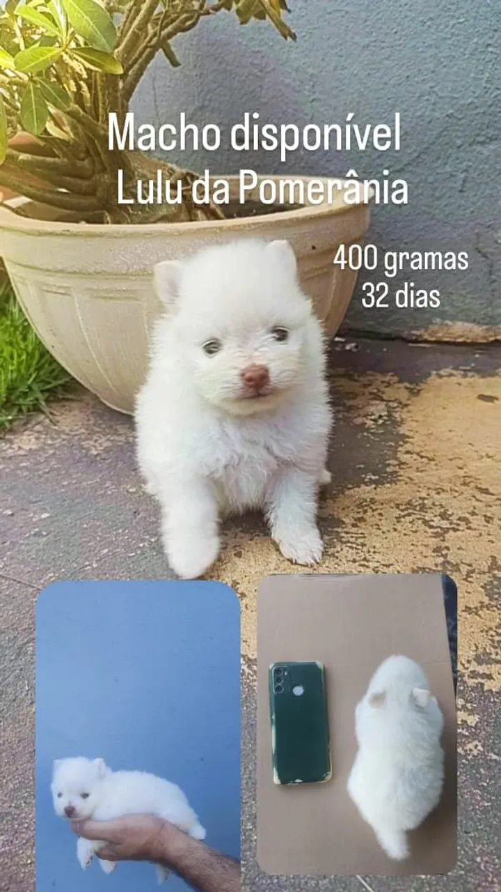 Filhote Macho Spitz Alemão Lulu da Pomerânia