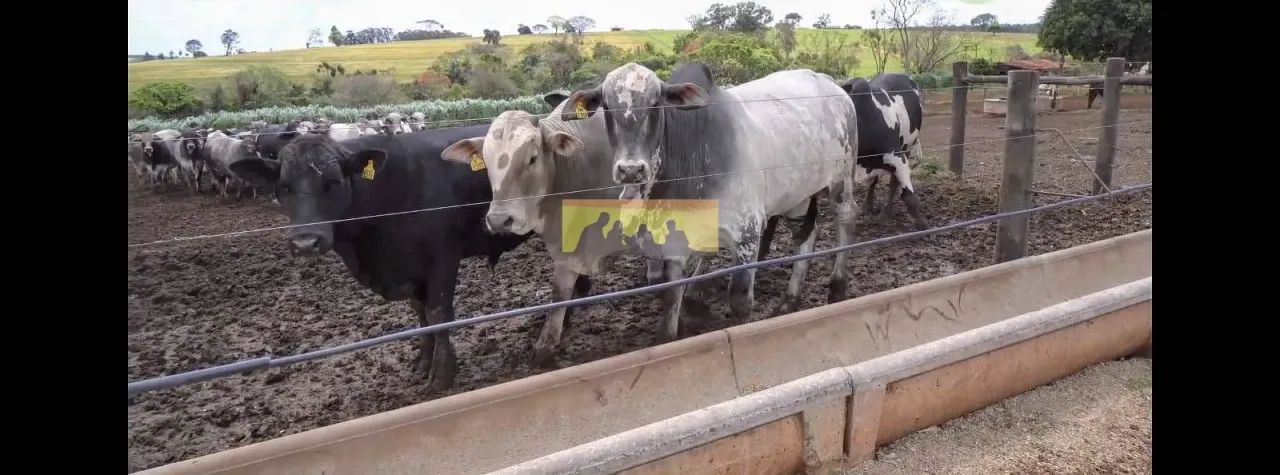 Fazenda em produção à venda, Avaré SP - Foto 5