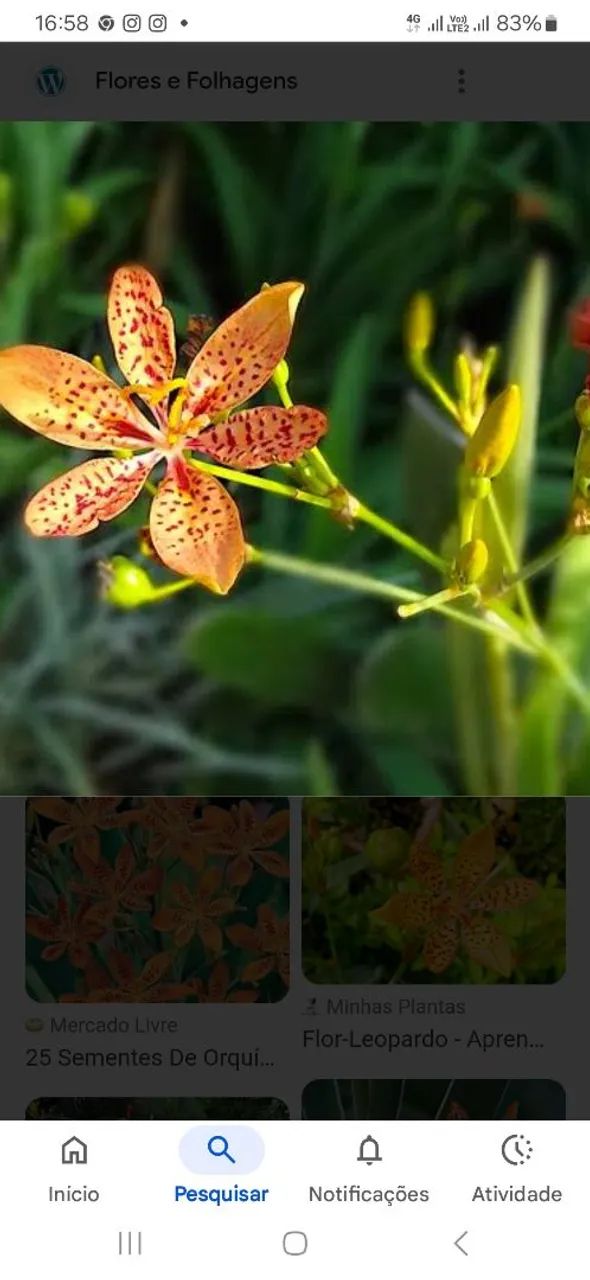 Orquídeas leopardo 
