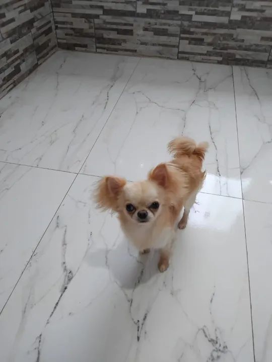 Lindos Filhotes de Chihauha  - Foto 3