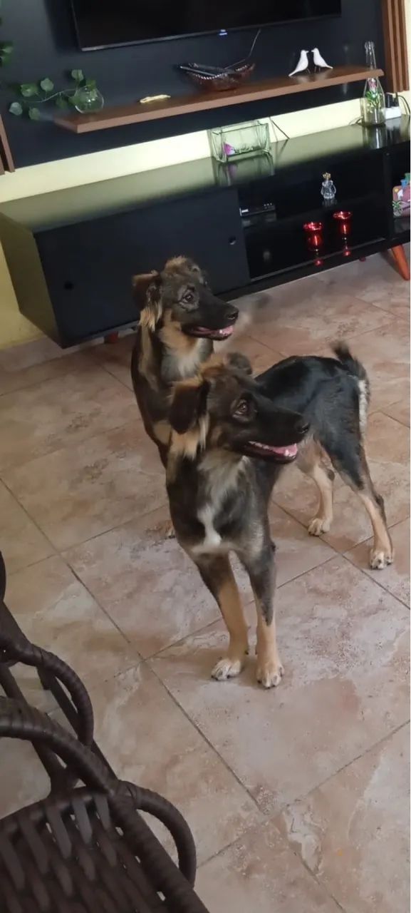 Estou doando duas cadelas mestiças com Pastor Alemão  - Foto 2