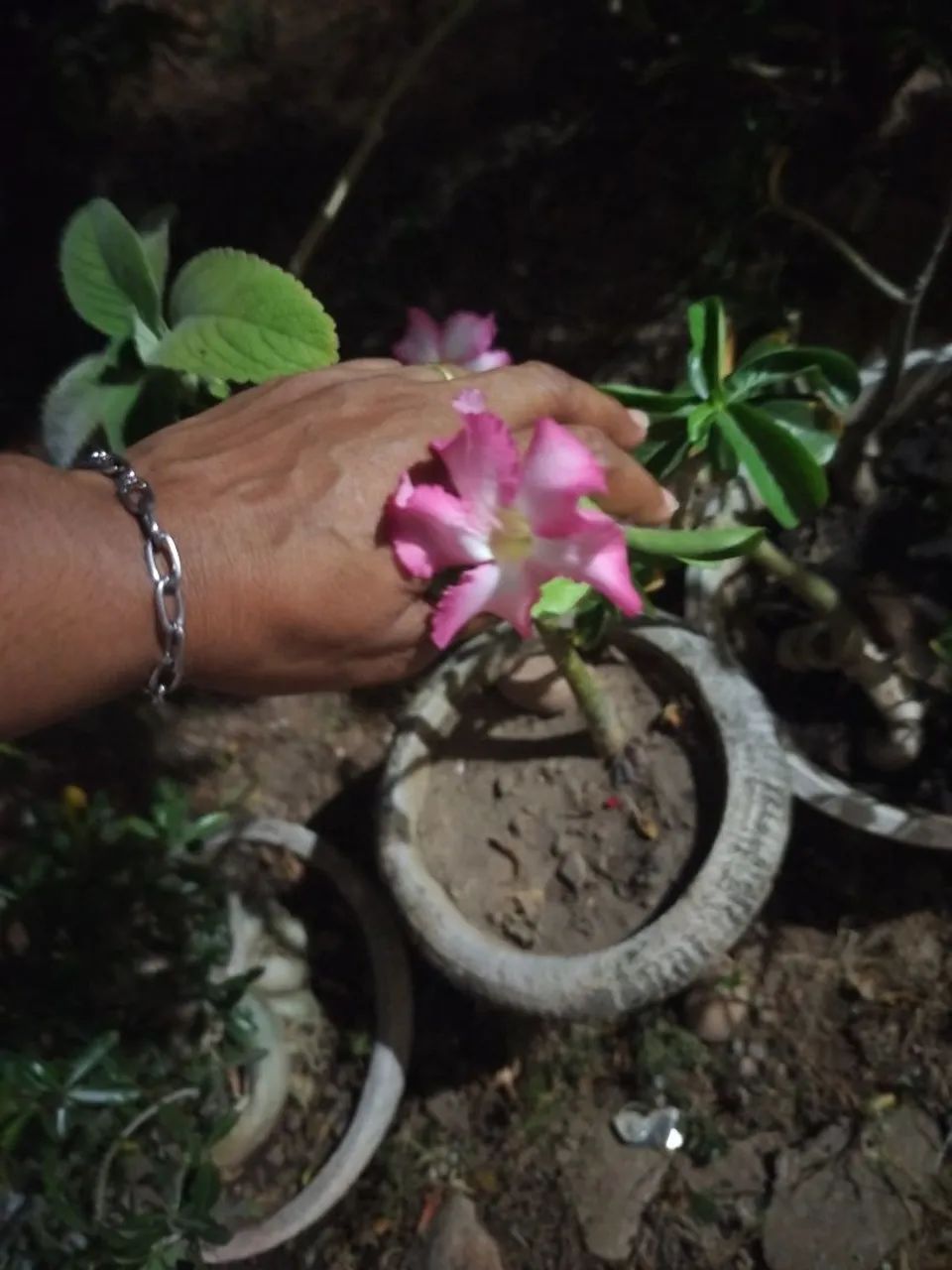 Rosa do deserto  - Foto 4
