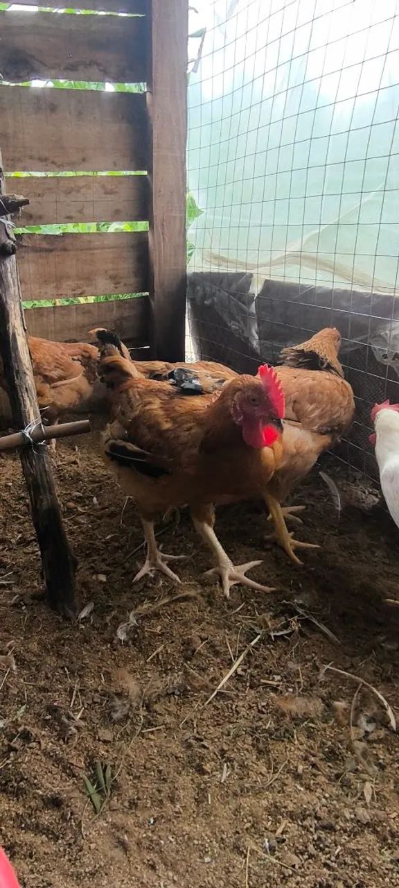 Galo Embrapa 51 - Foto 4