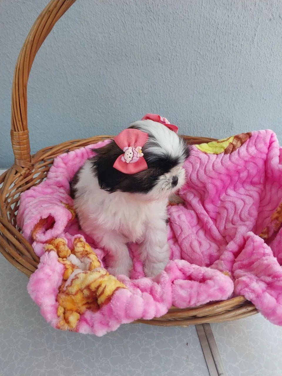 Fêmeas Shih-tzu  - Foto 3