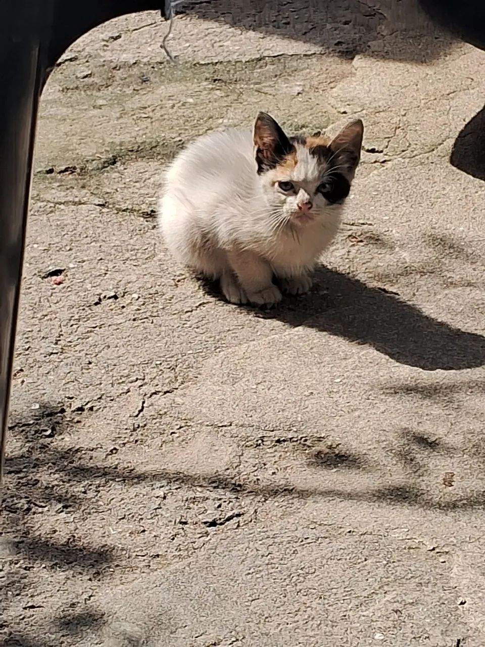 Adoção  - Foto 2