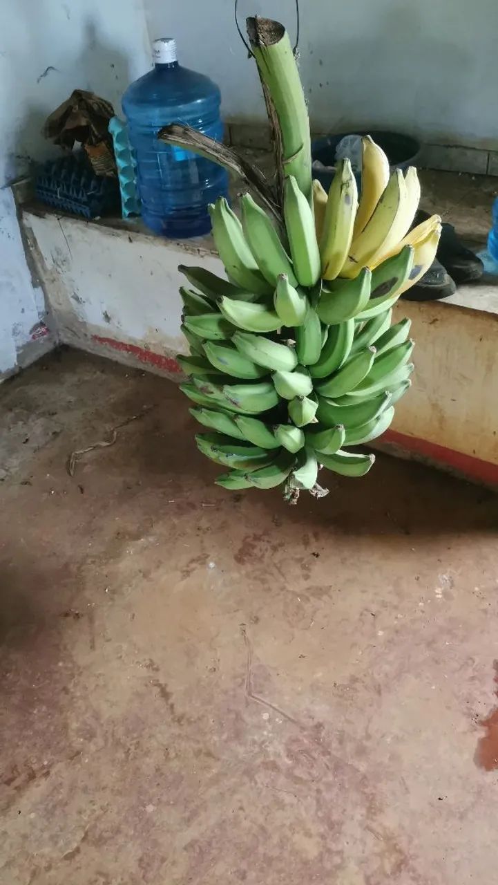 cacho de banana prata - Foto 2