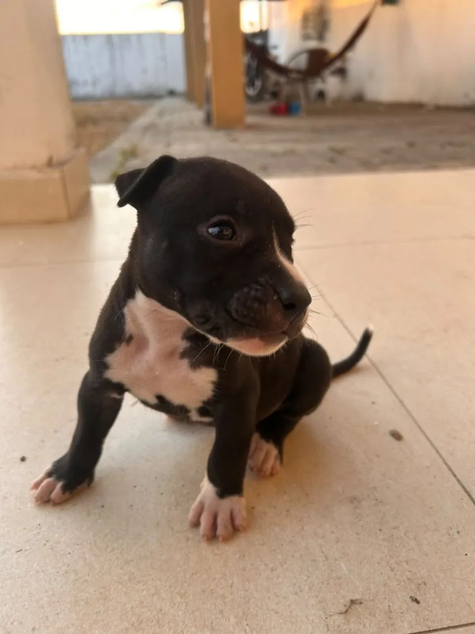 Pitmonster - Foto 2