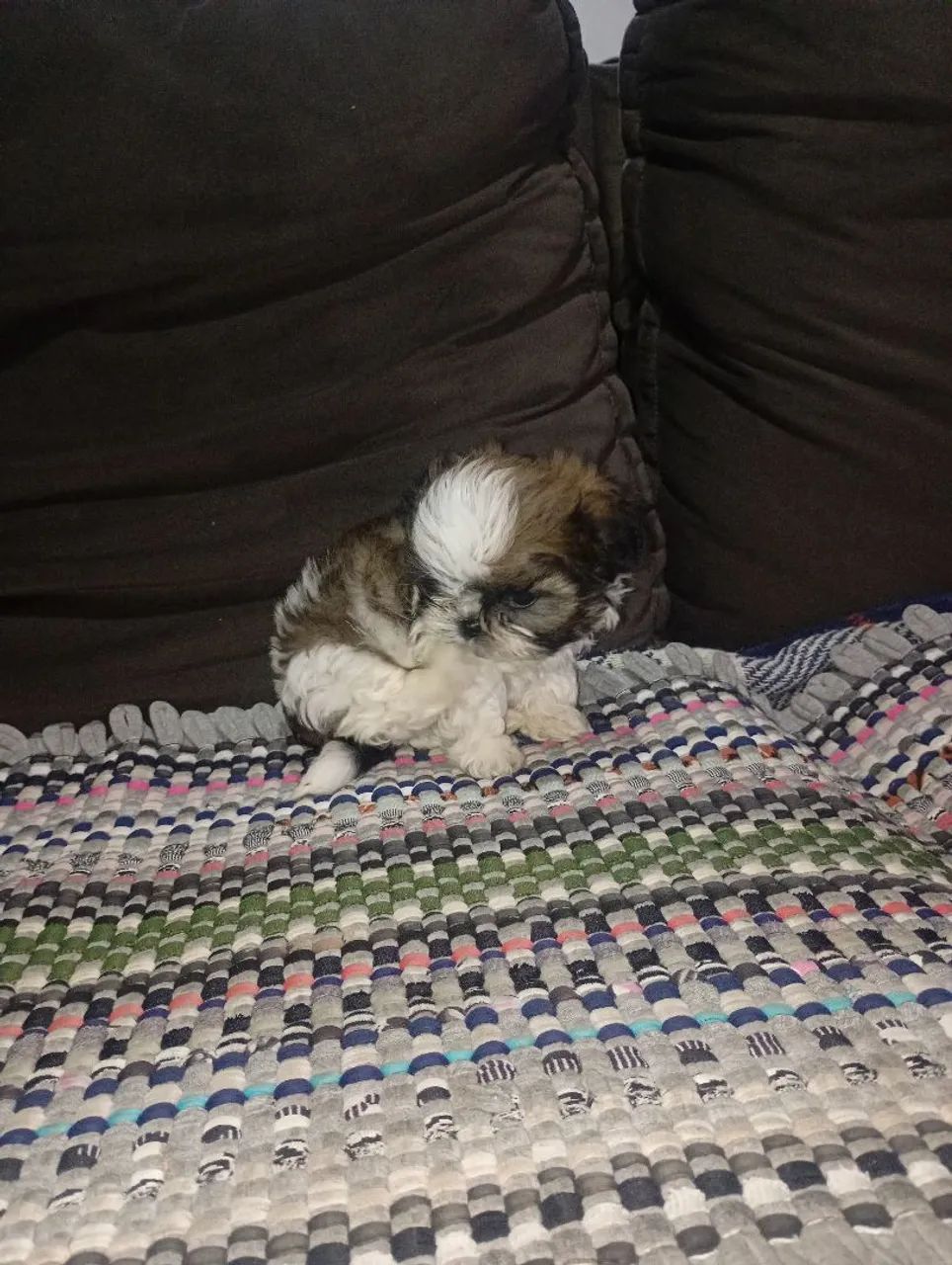 Cachorro 