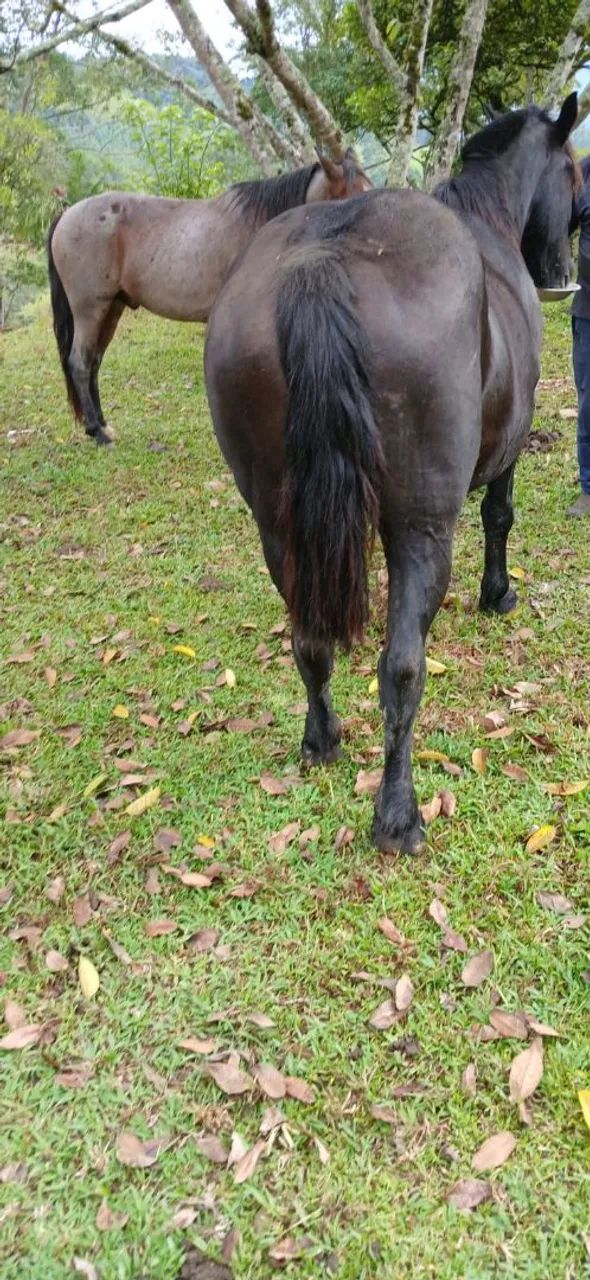 Egua Pecheron
