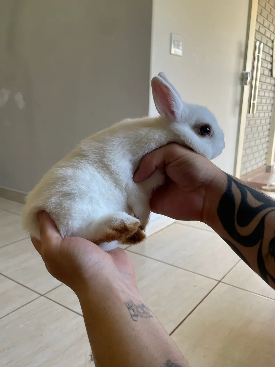 Mini Coelhos - Foto 5