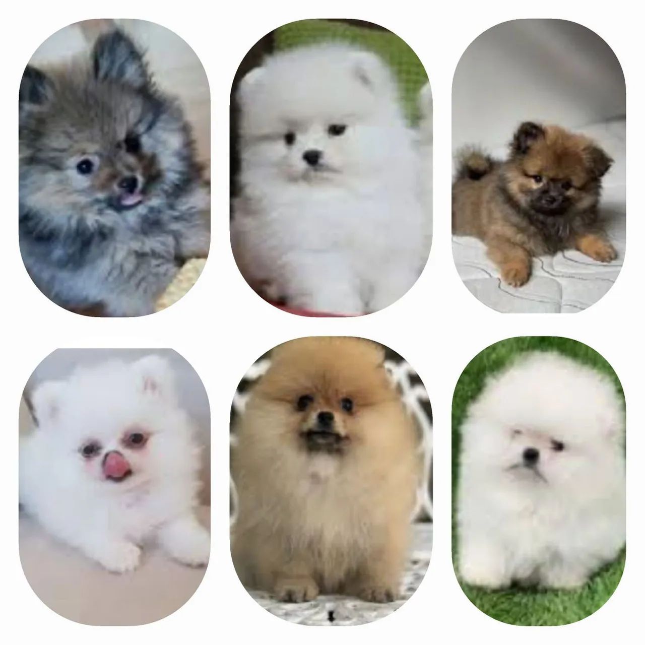 Lindo filhotes de Spitz Alemão Anão 