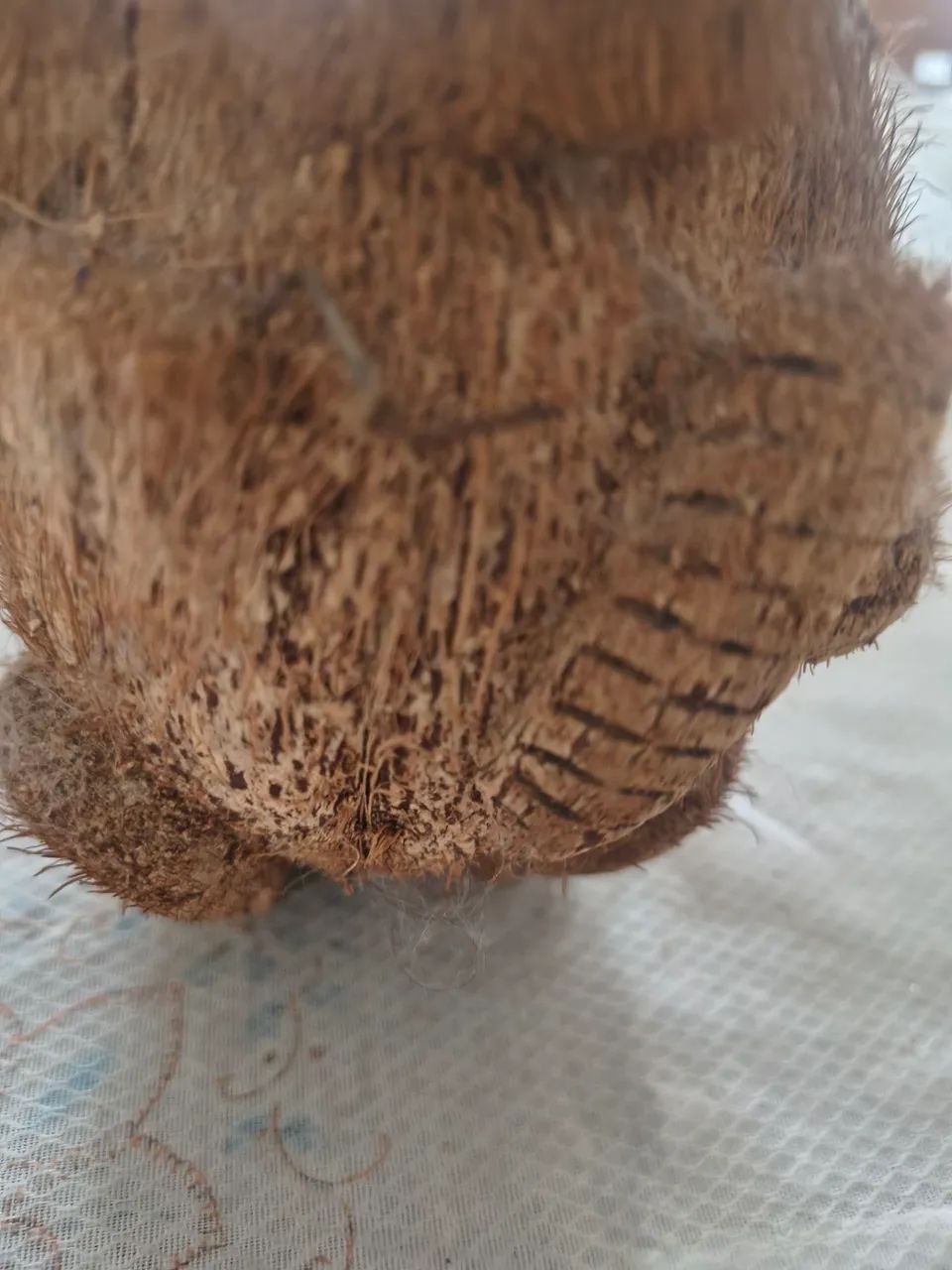Macaco de coco - Foto 4