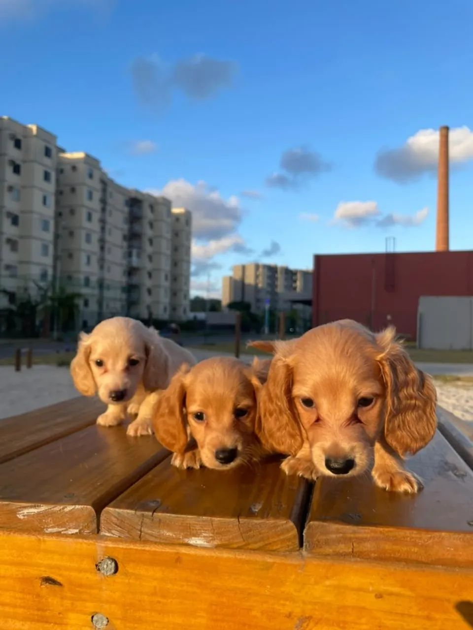 Conheça os pequenos do Imperior dos Dachs 